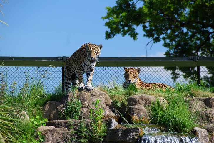 Zoo di Chester