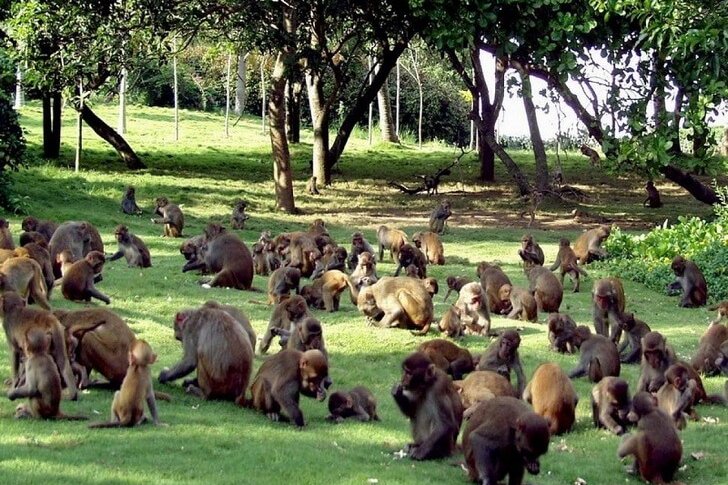Île aux singes