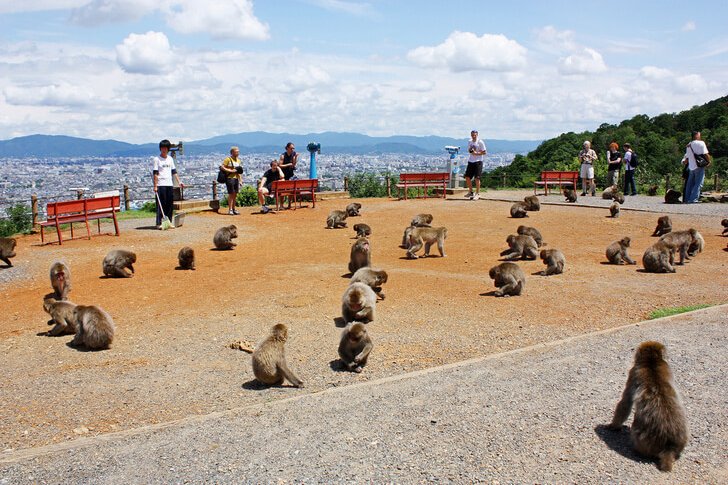 Парк обезьян Иватаяма