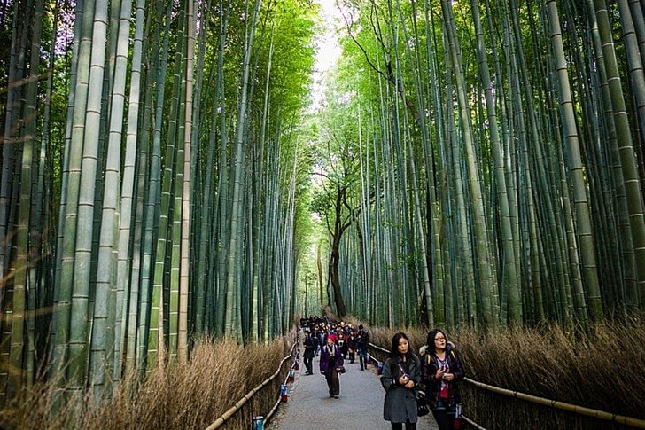 Bambusowy gaj Arashiyamy