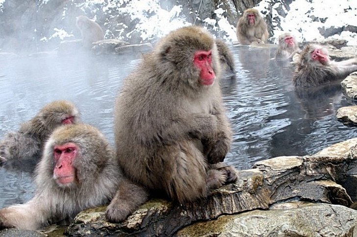 Парк снежных обезьян Джигокудани